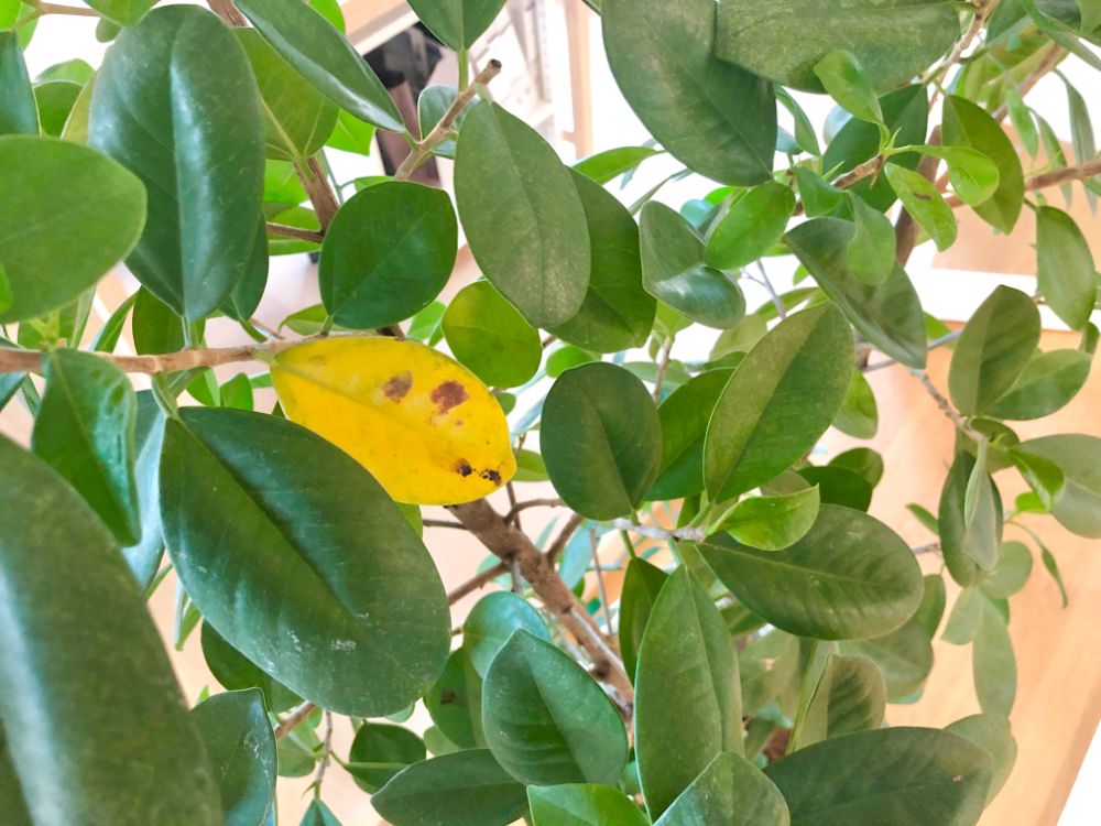 黄色く変色してしまった植物の葉