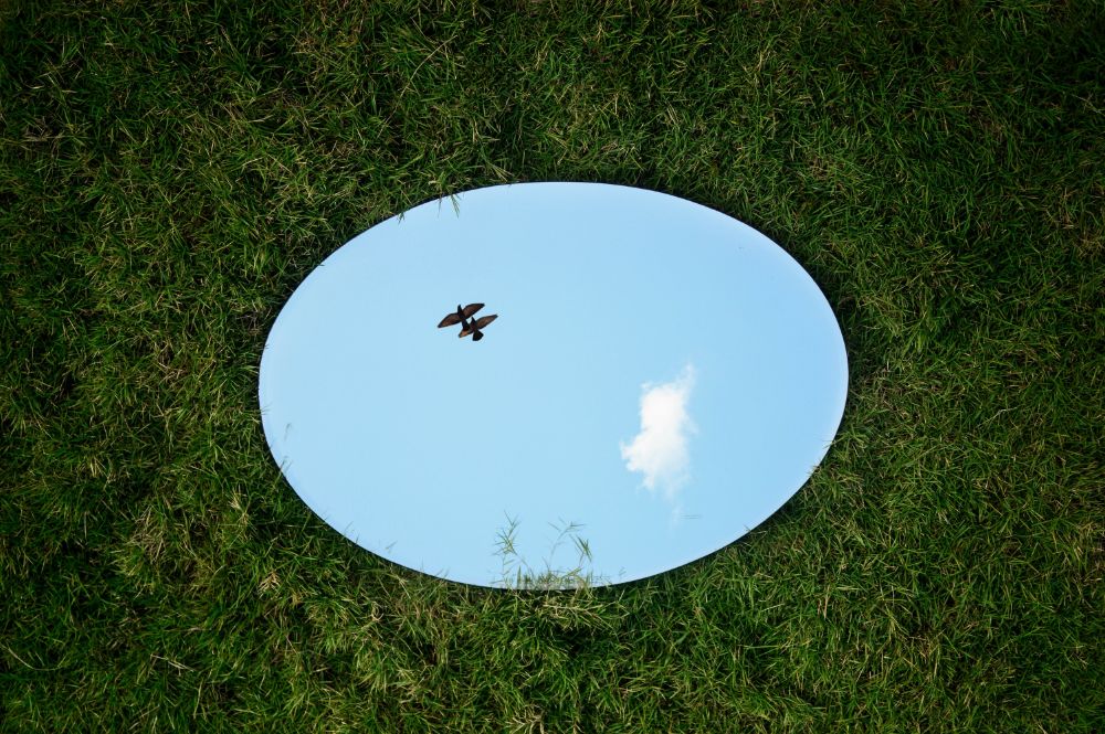芝生の上に置いた鏡に鳥がうつっている