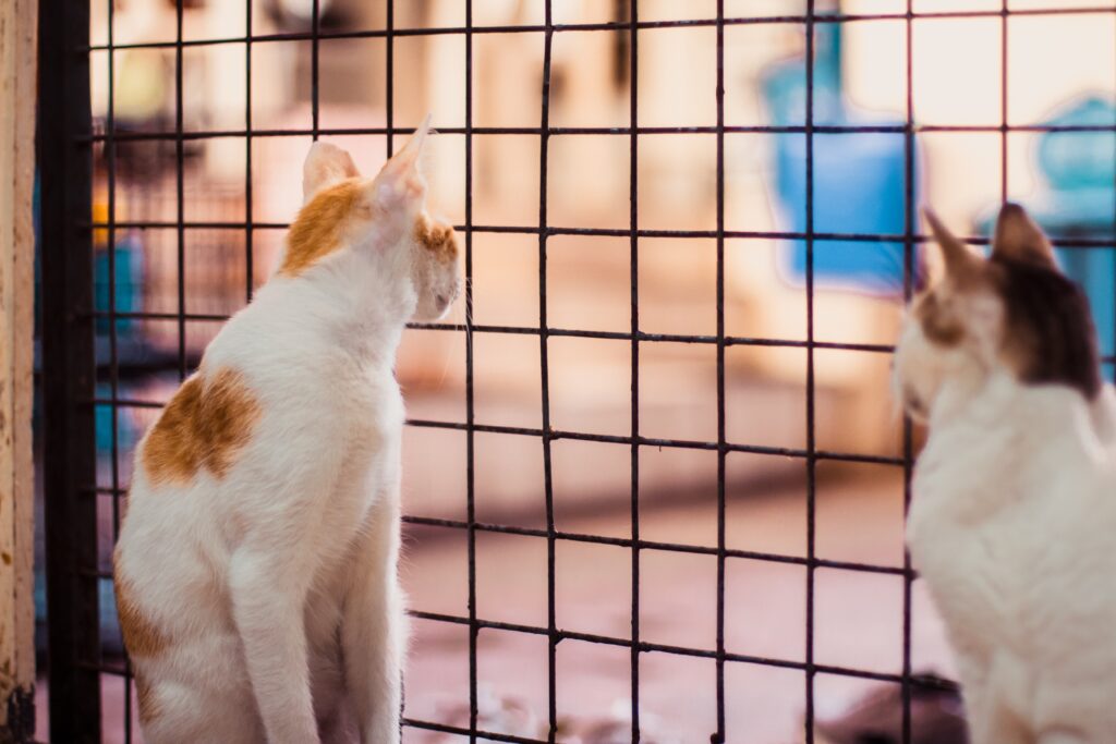猫２匹が柵の手前で座っている様子