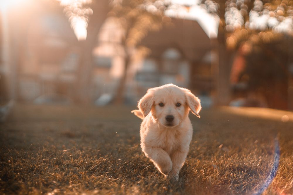 芝生の上で走っている子犬