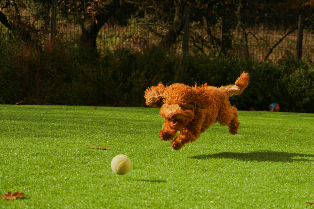 庭でボールを追いかける犬